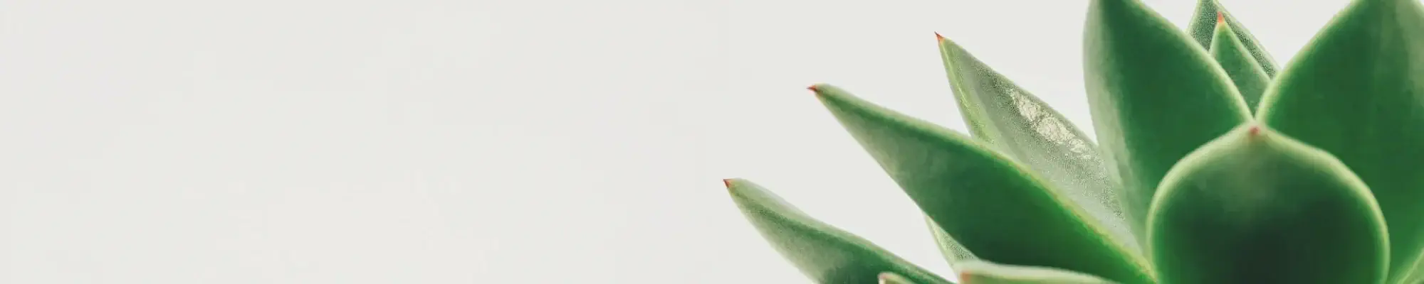 Closeup image of a succulent in a grey planter